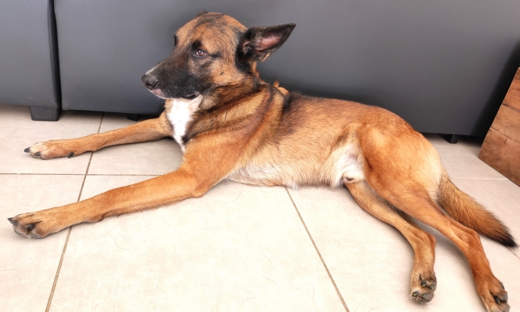 L'insufficienza pancreatica esocrina nel cane: sintomi, diagnosi e tarapia
